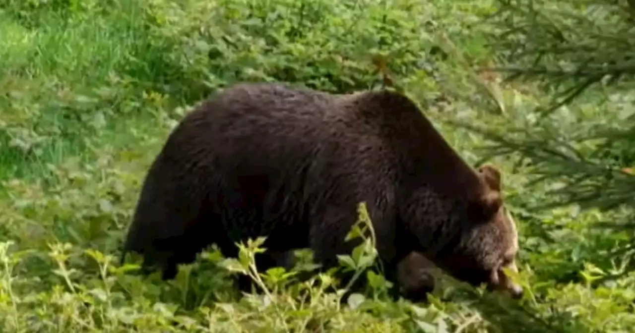 Jj4, Sallusti: 'Ho più paura dei giudici che dell'orso'