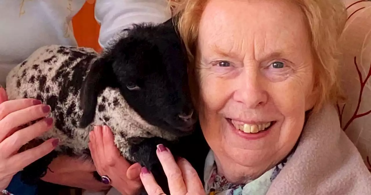 Adorable 10-day-old lamb 'Betty' brings outdoors inside at care home