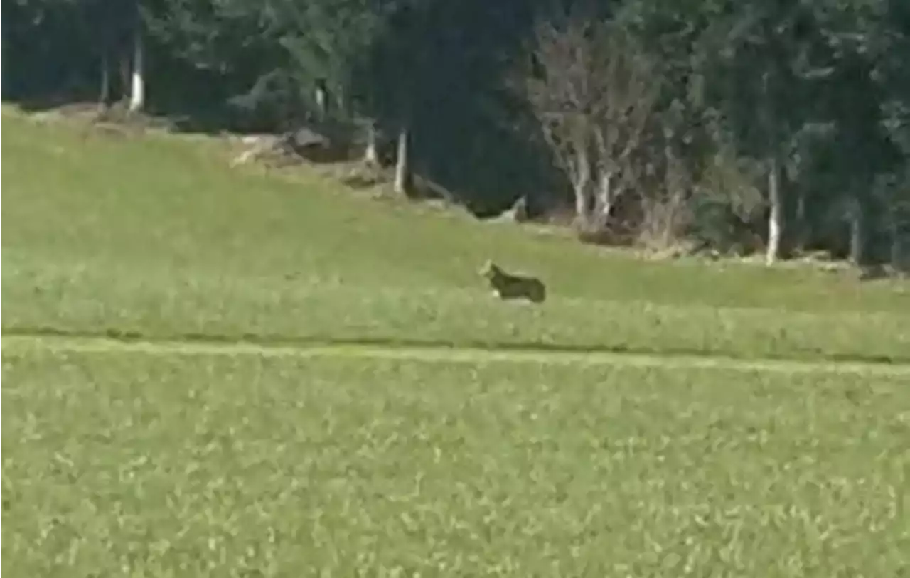 Erneute Wolfssichtung im Rottal – ist es derselbe Wolf wie in Ruswil?