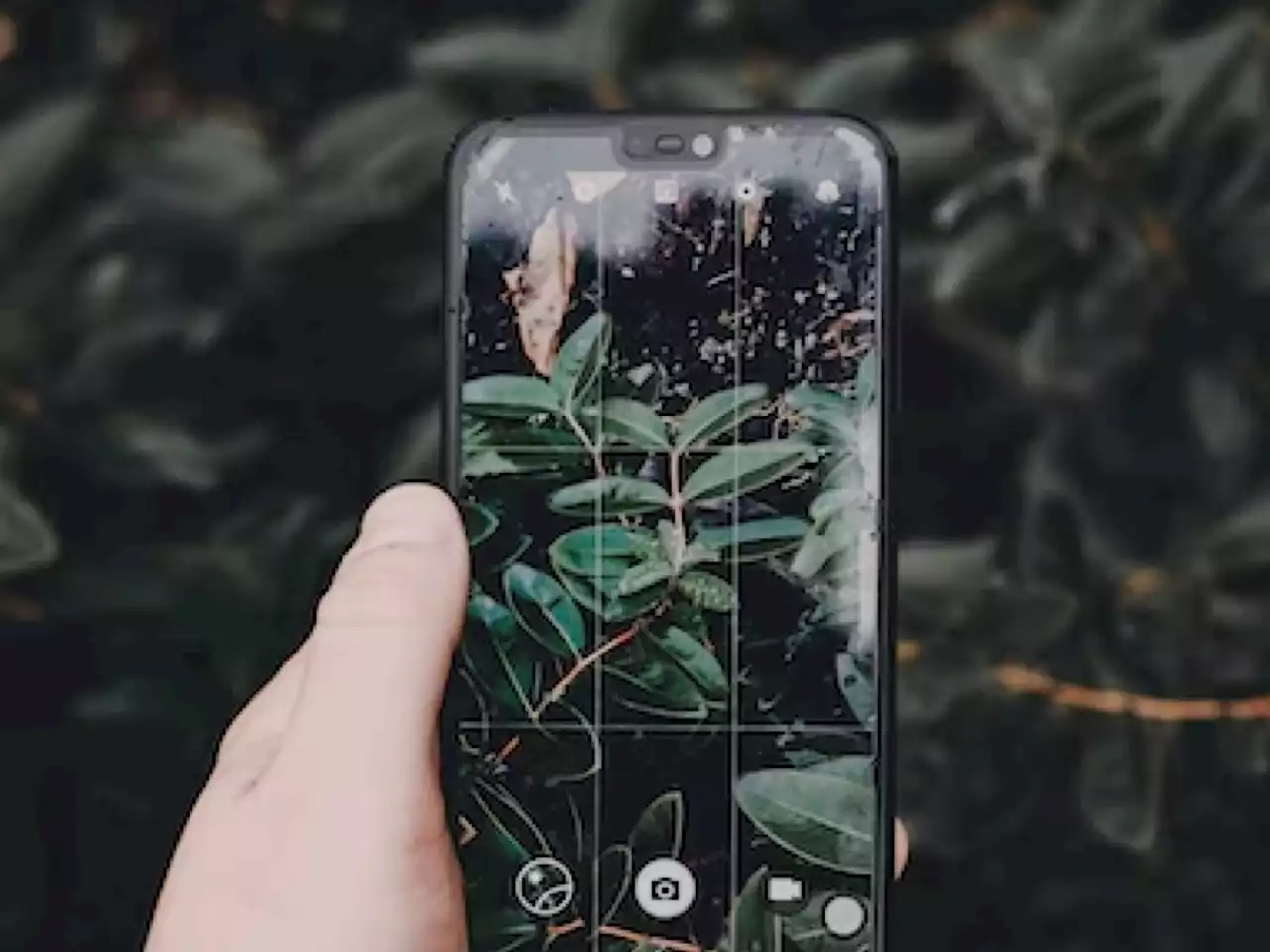 Here are some cool plant identification apps to try this 2023