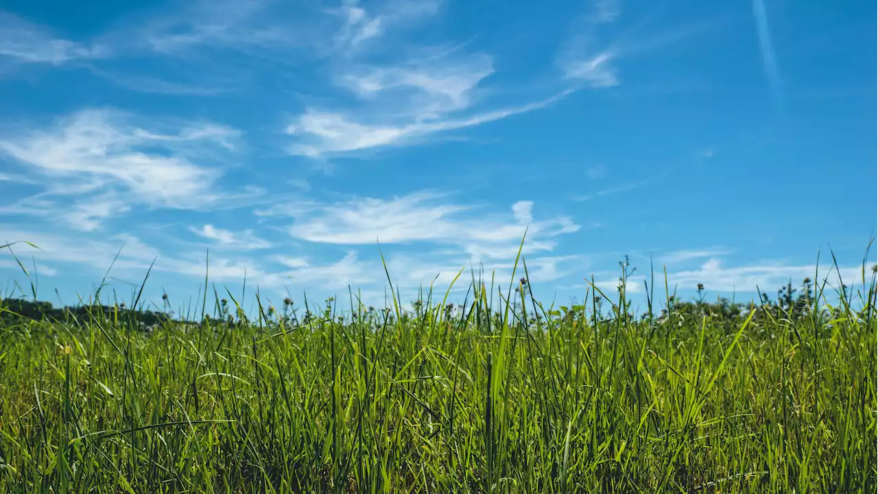 Why you should not let your land go uncultivated: advantages of cover cropping over fallowing