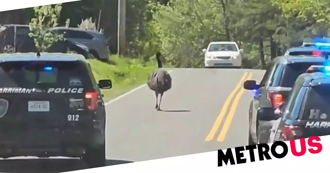 Escaped emu called MeeMoo leads police on 20-mile chase across town