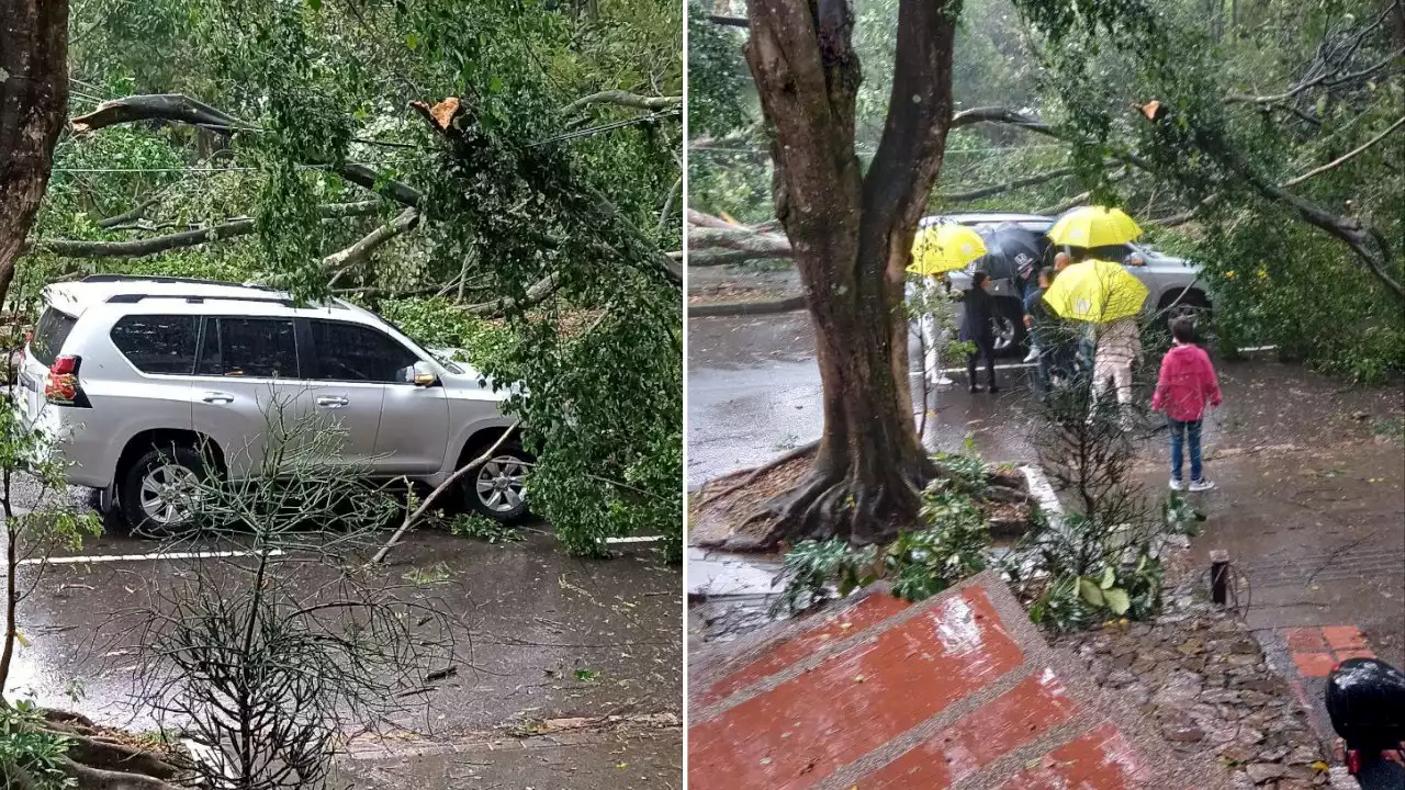 ¡Qué ventarrón!: Árbol cayó sobre una camioneta en el Poblado tras el fuerte aguacero