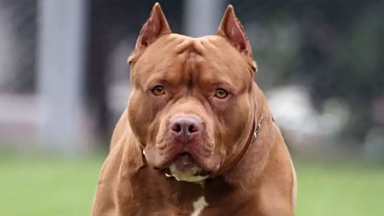 Un perro pitbull mató a un caniche toy de 9 meses: &quot;Le mordió el cuello...&quot;