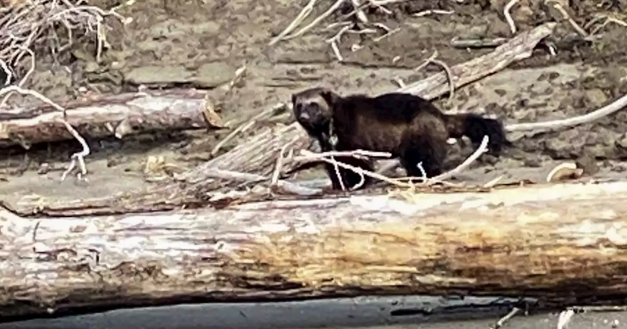 A rare wolverine sighting was captured on video in Oregon