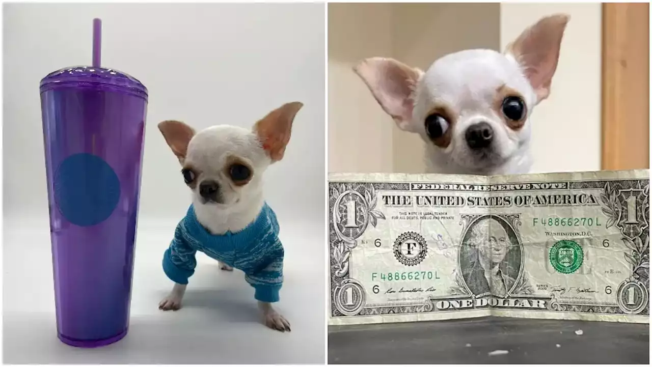 This Chihuahua Is Now the World's Shortest Dog