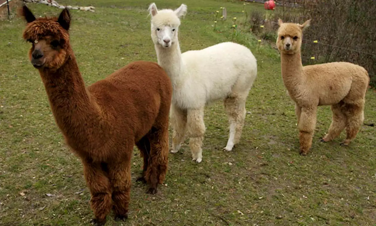 Ex-Pizza Shop Owner Admits PPP Fraud in Buying Vt. Alpaca Farm