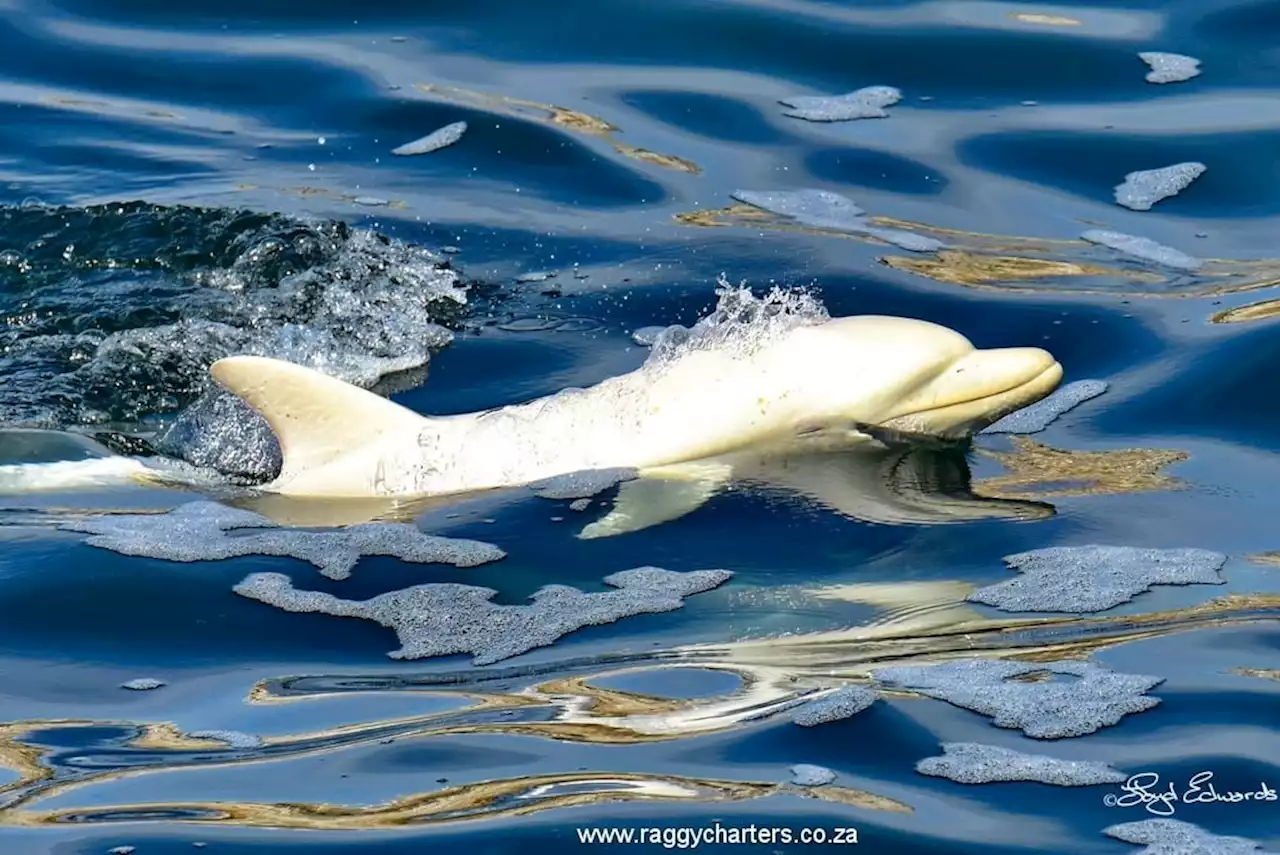 'I have never been more excited': Tour operator describes rare sighting of albino dolphin in Algoa Bay | News24