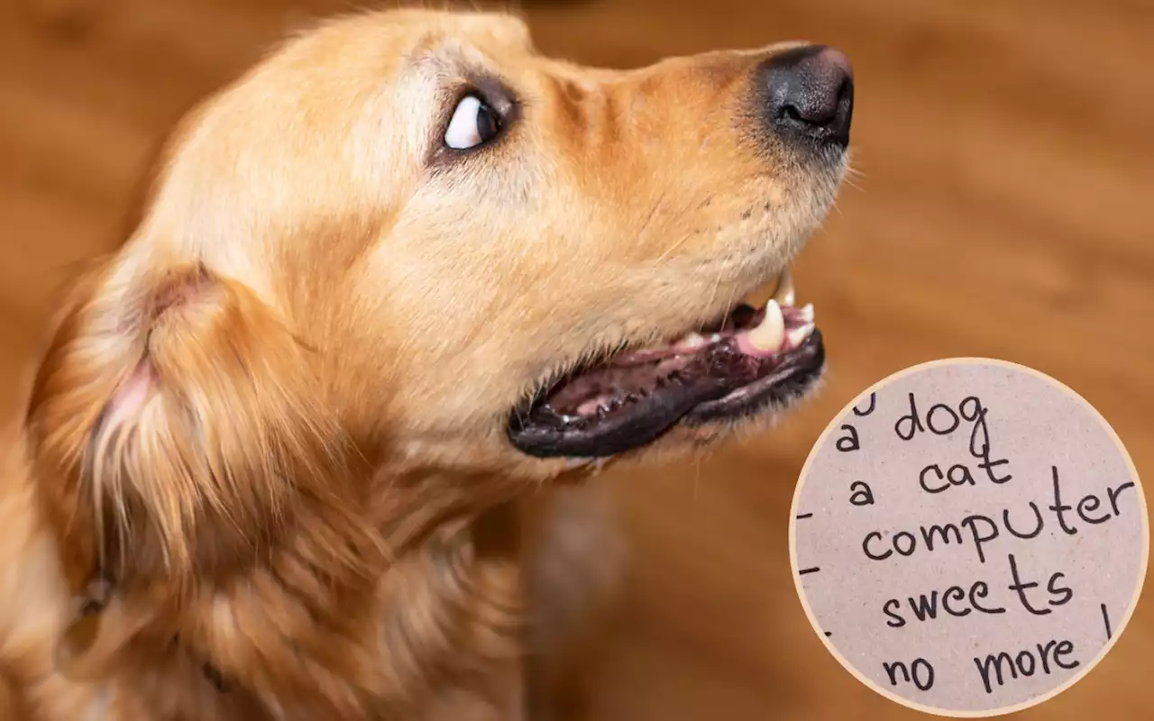 List of random things golden retriever is scared of delights internet