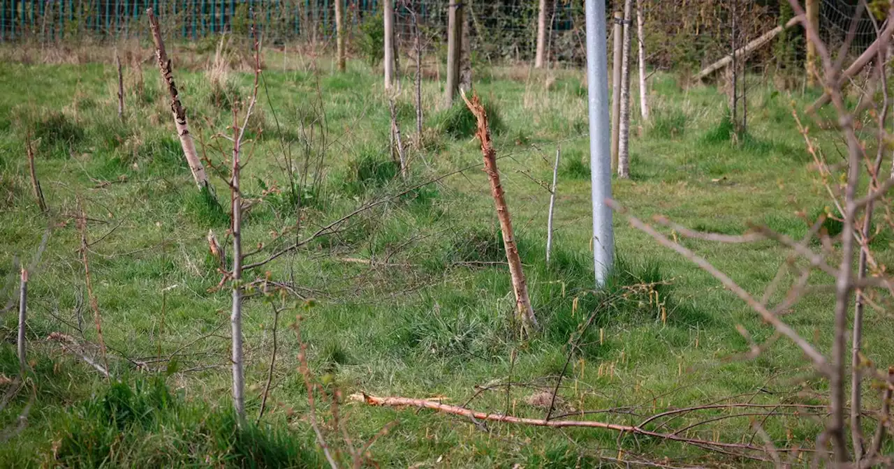 Fury as vandals snap trees at Nottinghamshire park