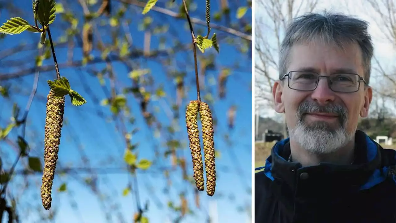 Snart drar björkpollen in över Roslagen