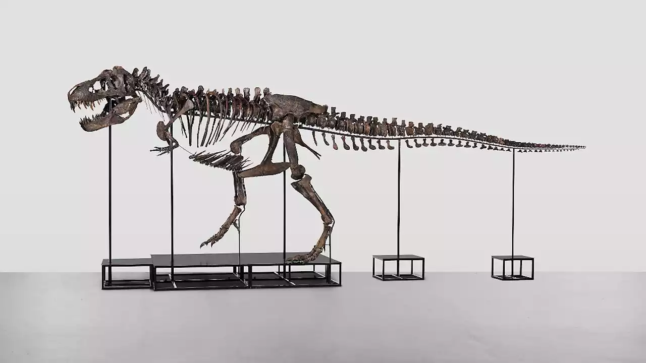 T-Rex-Skelett soll Millionen bringen