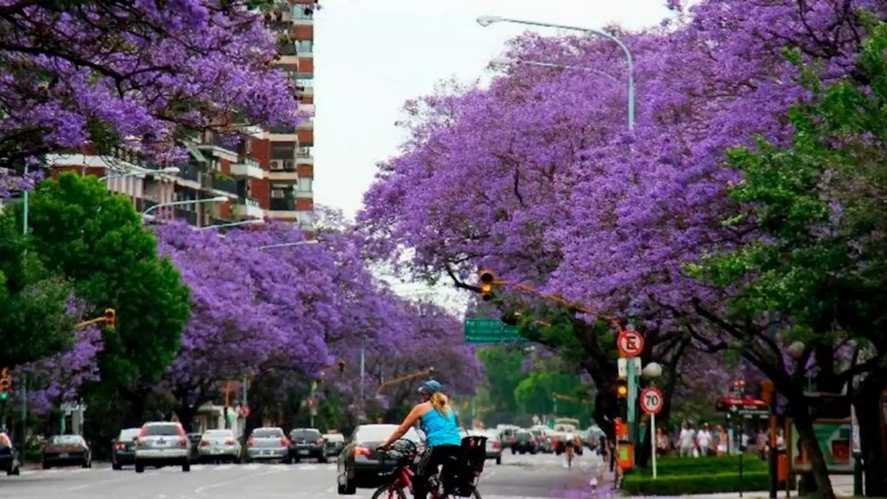 Epitafio para dos jacarandás