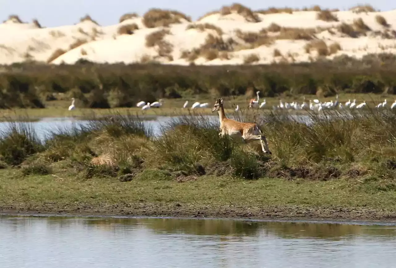 ¿Qué está pasando en Doñana?