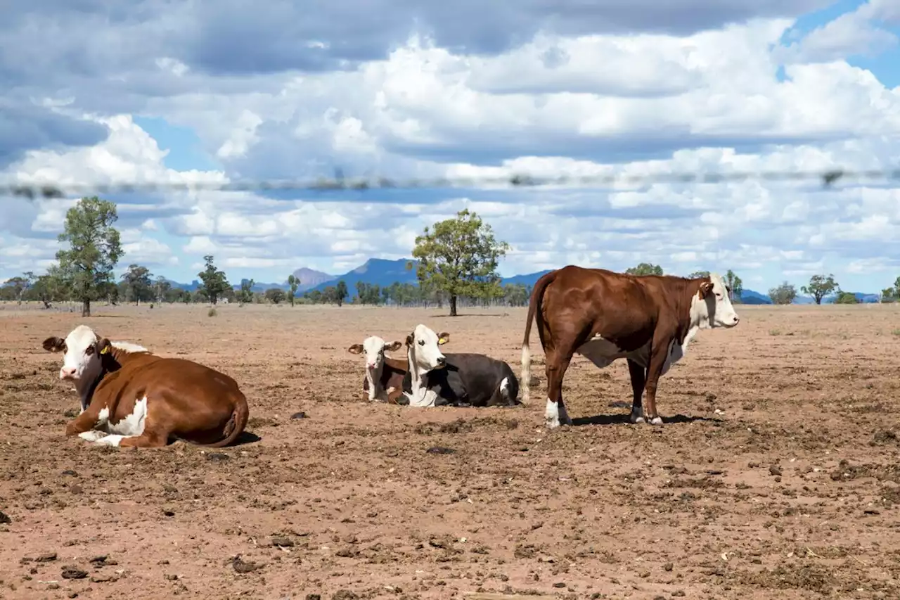 Fenómeno de El Niño en Estados Unidos tiene en alerta a los residentes y turistas - Pulzo