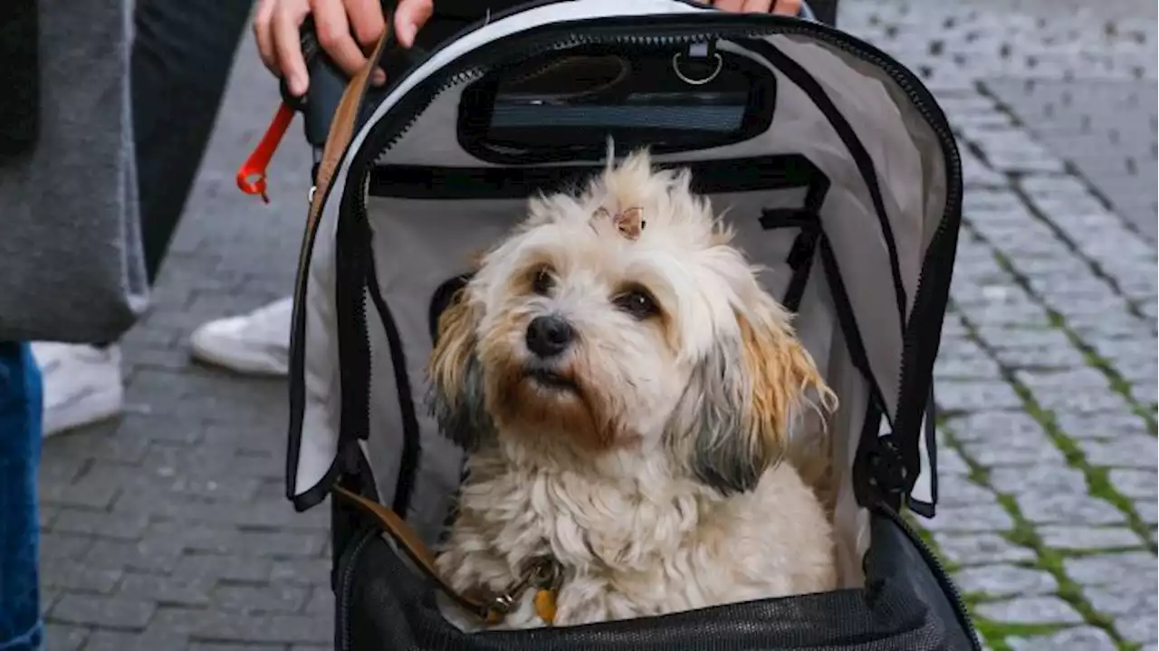 Zahl der Befreiungen von Hundesteuer in Berlin stark gestiegen