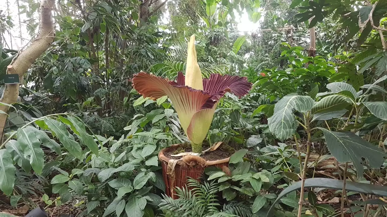 Découvrez cette plante qui ne fleurit qu'une fois tous les 10 ans