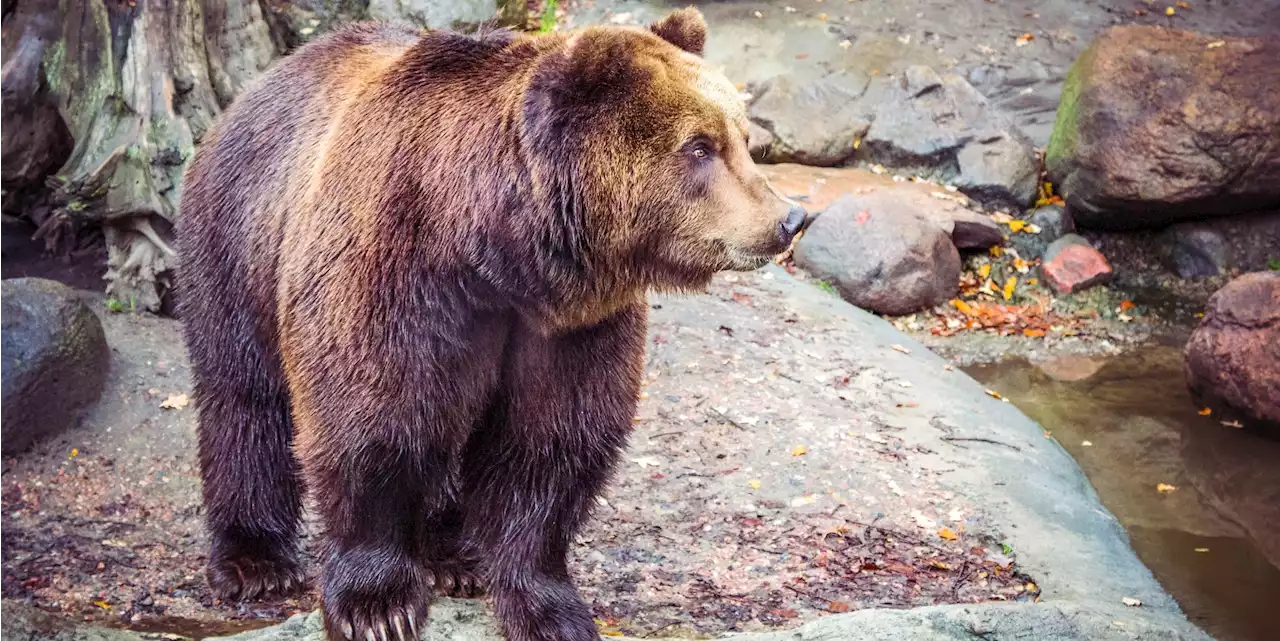 Bear Who Killed Italian Runner Also Attacked Two Others