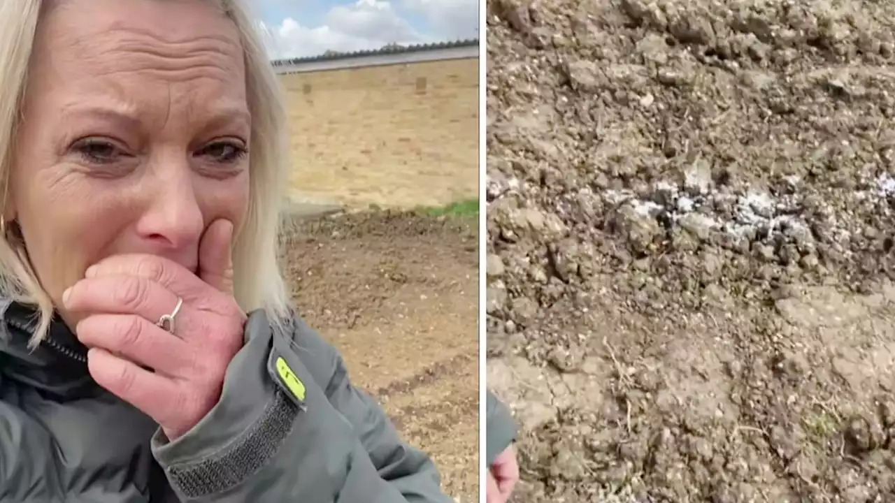 Police investigate allotment that went viral after it was destroyed with 5kg of salt