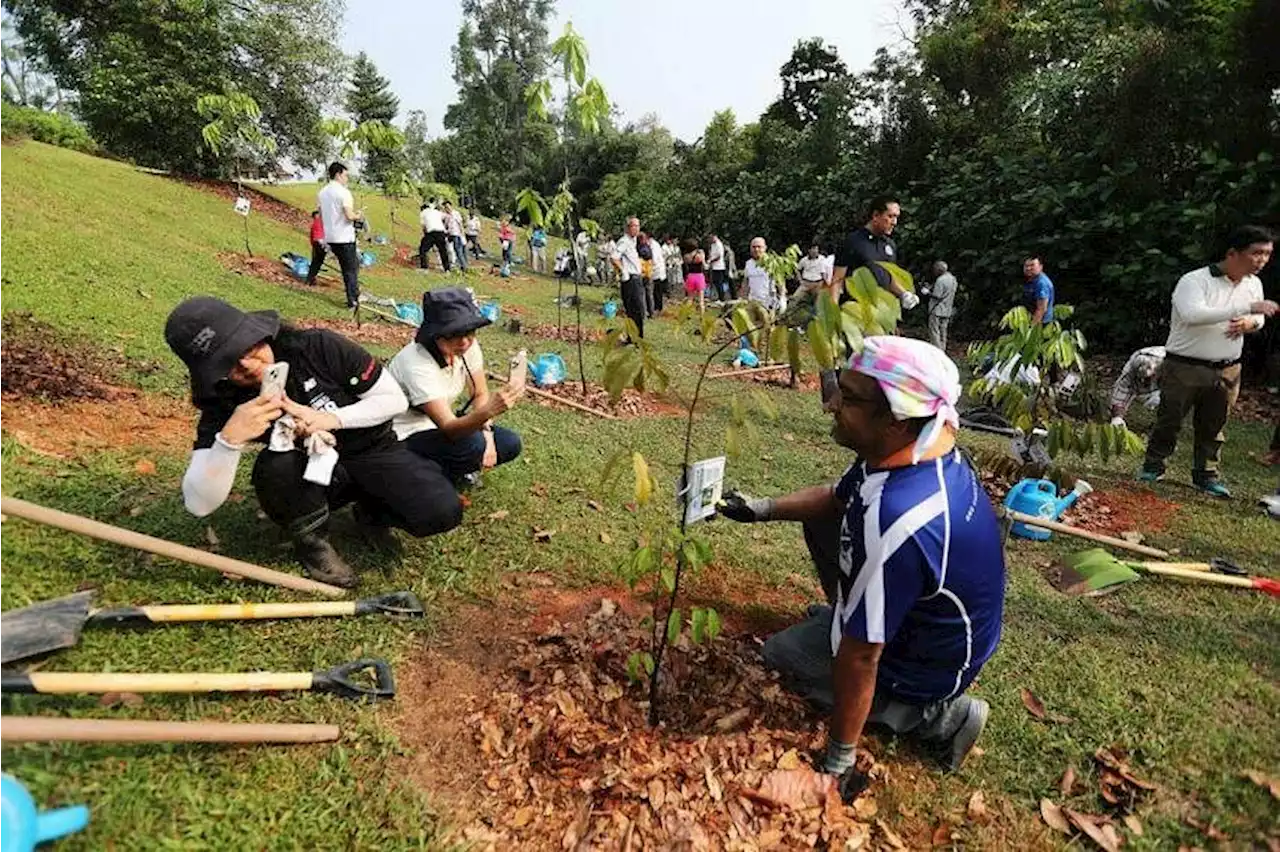 Singapore to hit target of planting one million trees in 2027, three years ahead of schedule