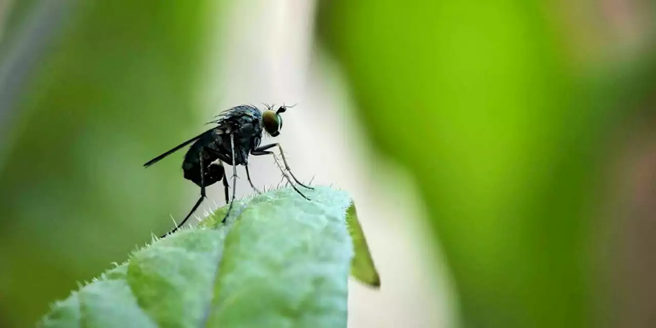 Insektensterben weltweit: Ein Königreich für Eintagsfliegen