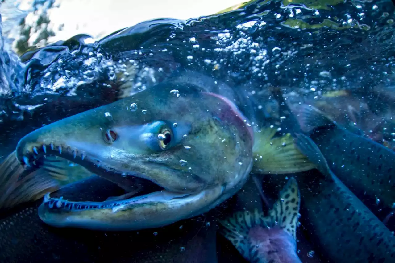 Scientists braced for wave of invasive pink 'Soviet salmon' set to arrive in UK