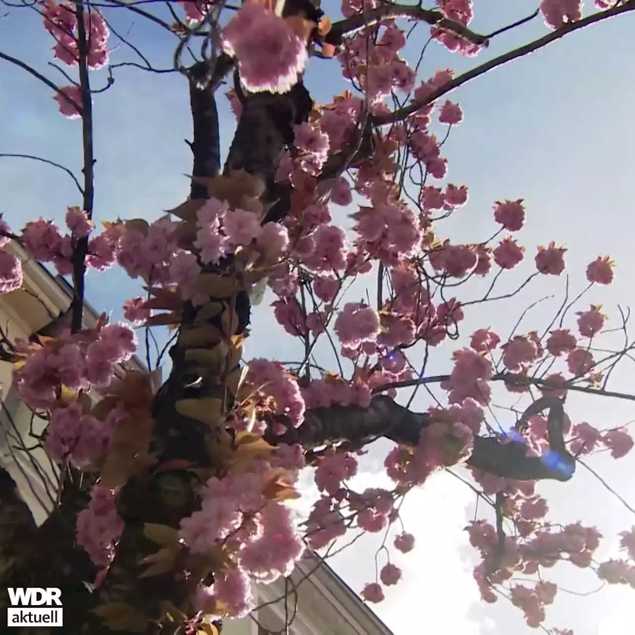 Kirschblüte in Bonn: Endlich geht es wieder los