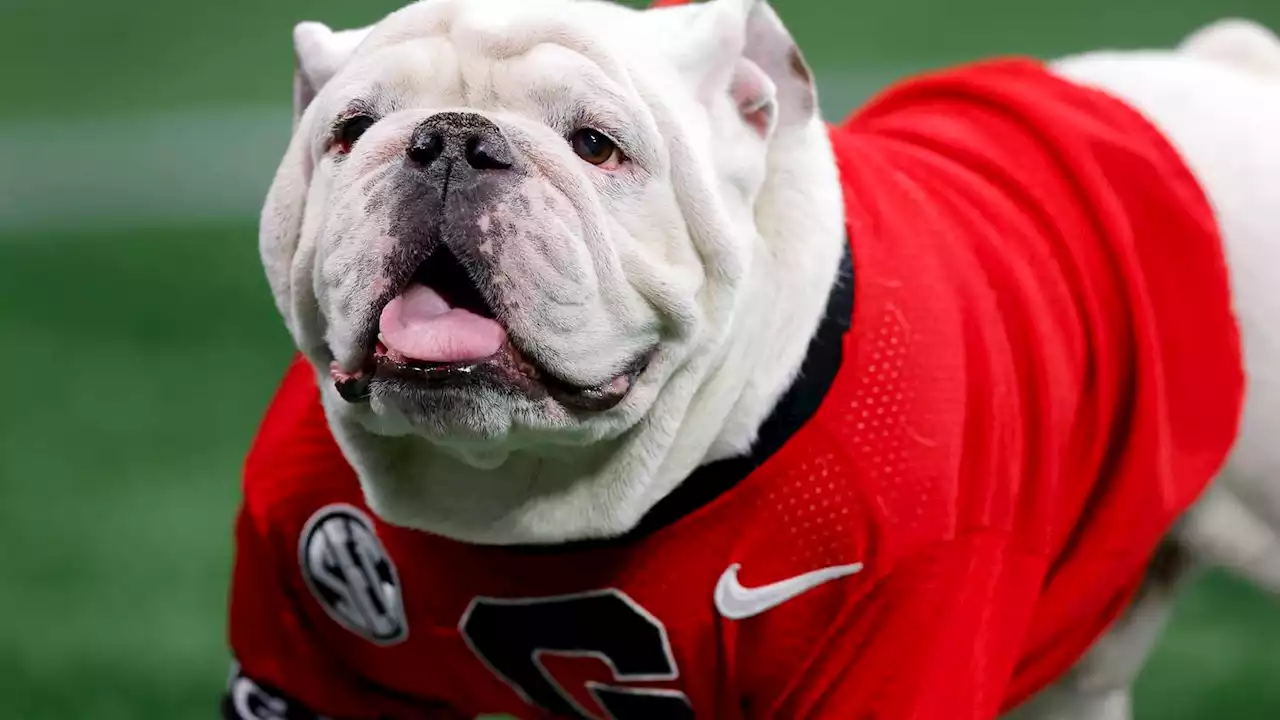 Dawg day: Georgia welcomes Uga XI, latest in the line of mascots