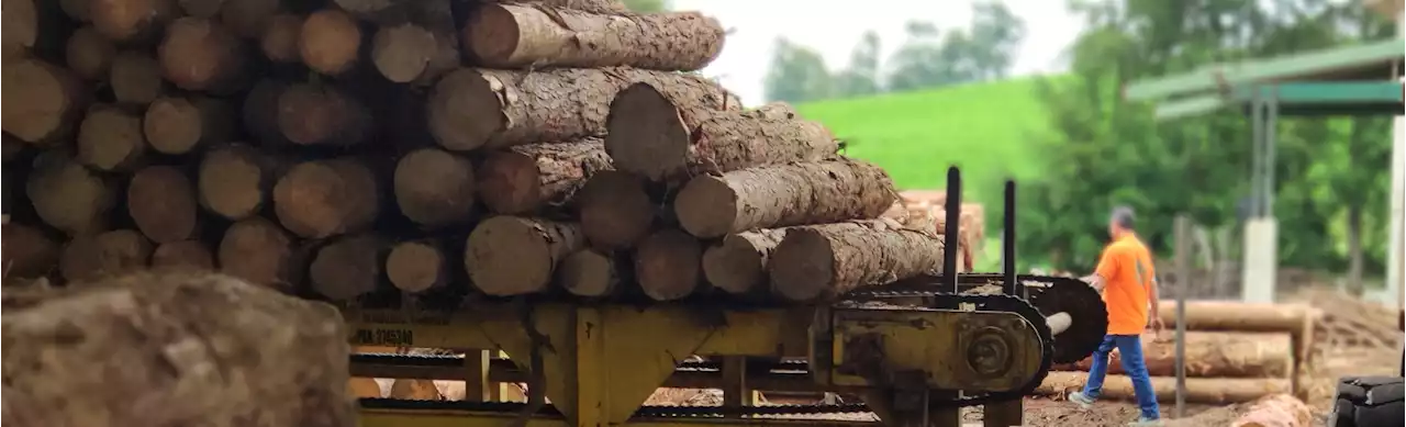 Así puede comprobar si la madera que va a comprar proviene de fuentes sostenibles - Colombia Visible