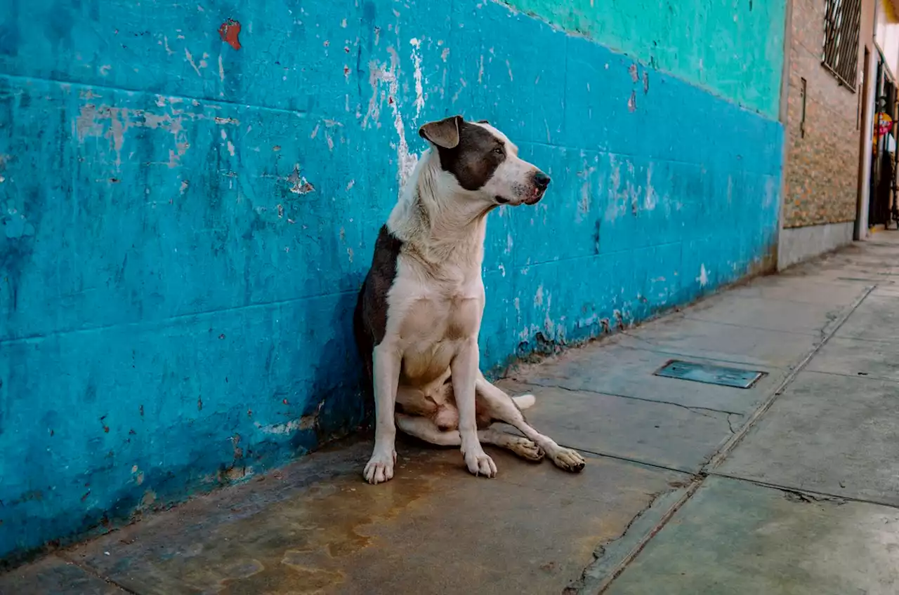 “Santa Marta vive una crisis con la fauna callejera”: abogado y animalista