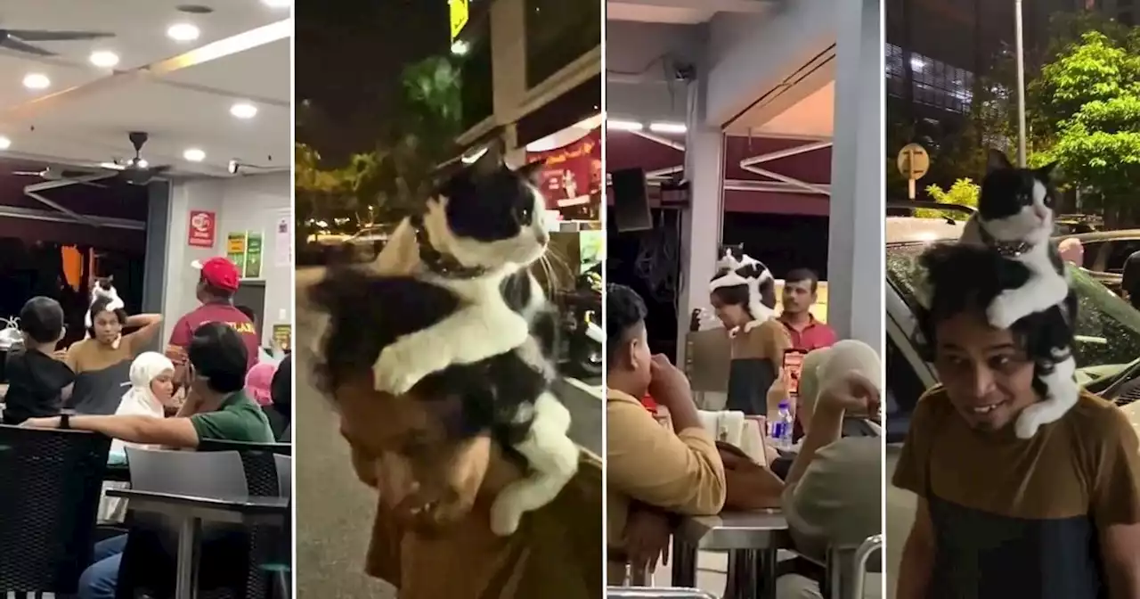 The Cat is the Hat: Clip of feline clinging to owner’s head at Malaysian eatery amuses many