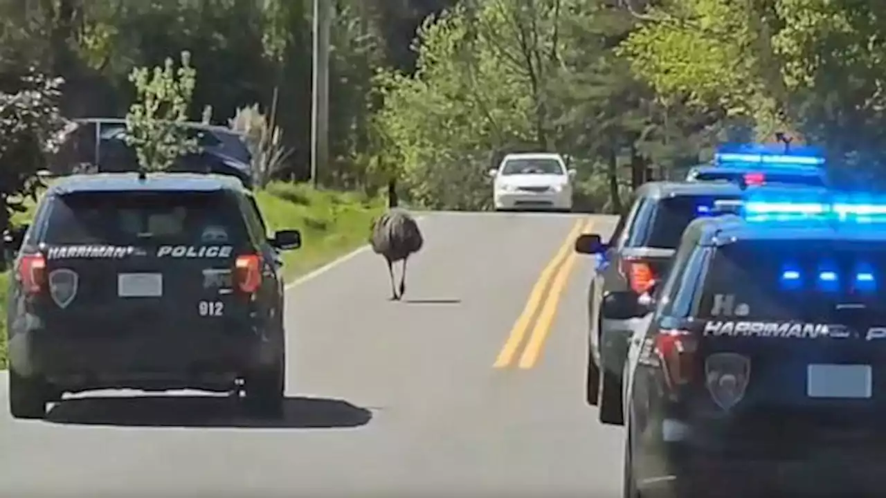 Emu leads owner, police on slow-speed chase