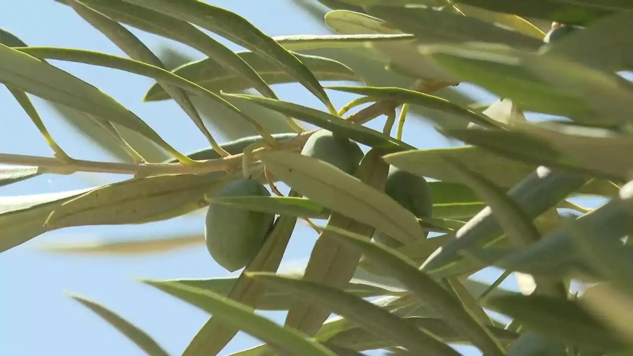 La producción del aceite de oliva se encarece un 200%