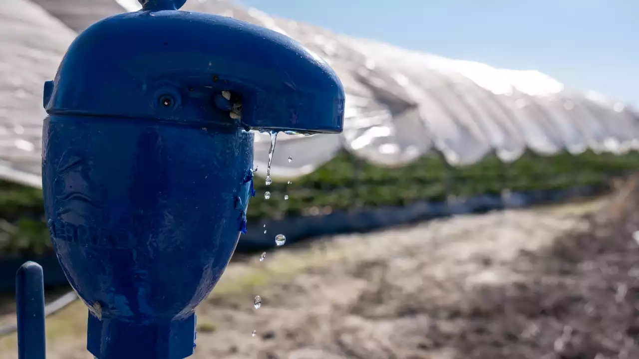 Los agricultores, los más afectados por la sequía en el Parque Natural de Doñana