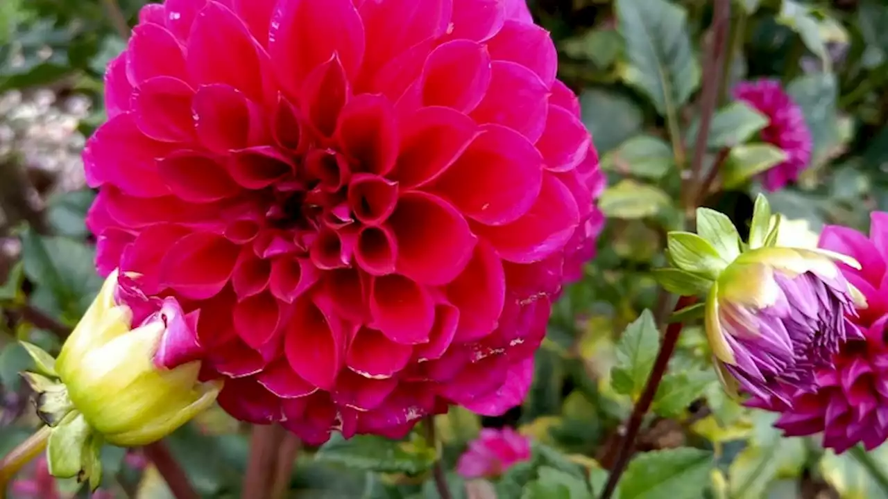 Mum whose love of 'colour was her signature' remembered with unique flower