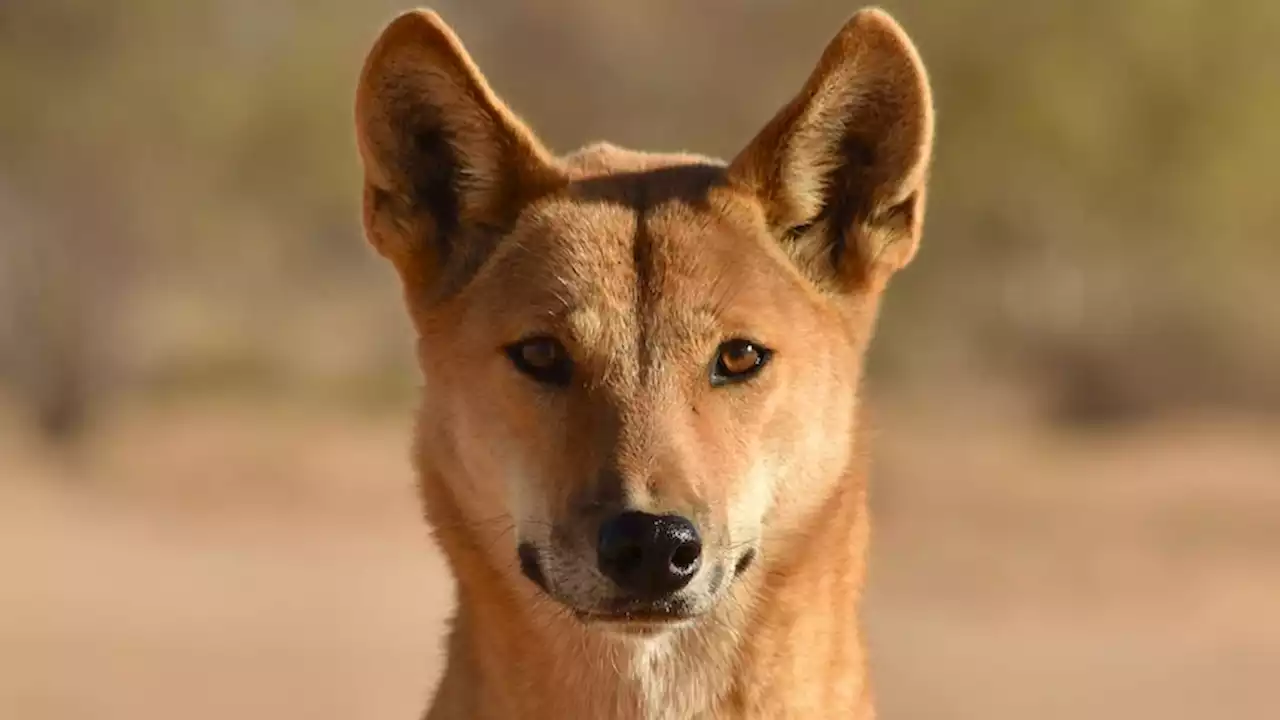 West Australian Premier praises mother who 'fought off' dingo that attacked two-year-old boy