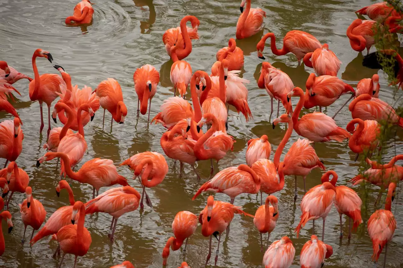 PHOTOS. Le zoo de Beauval inaugure une volière avec 500 oiseaux sud-américains