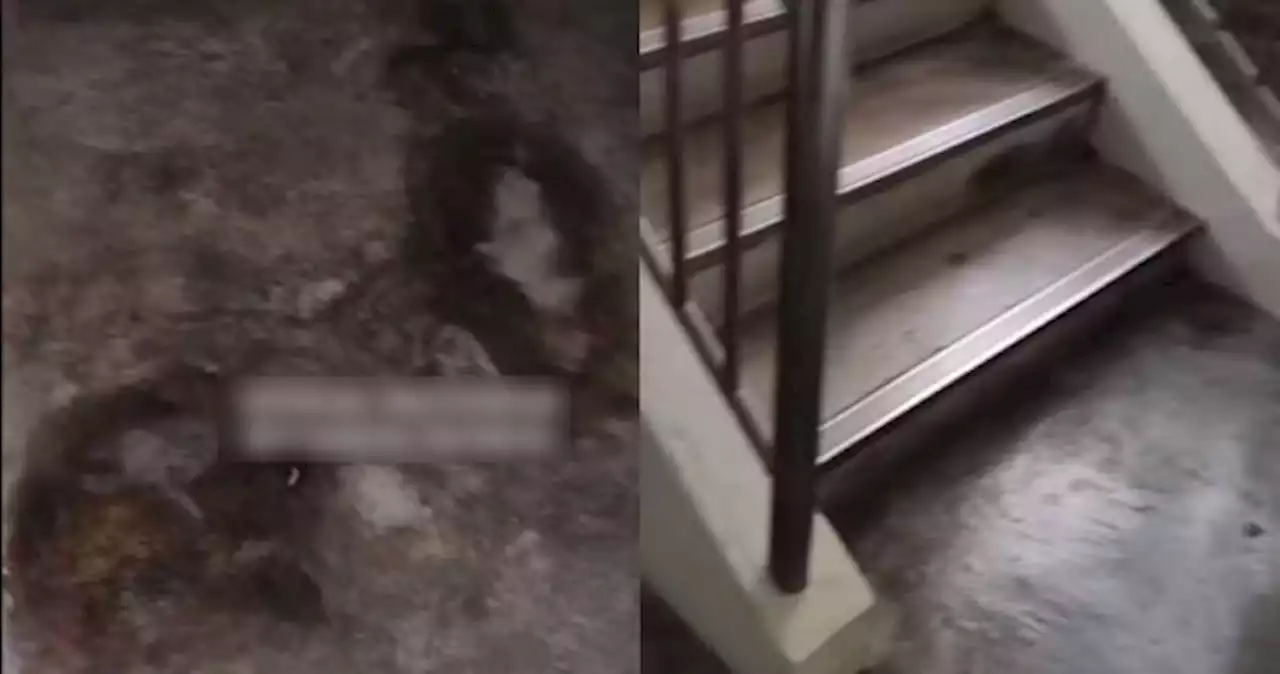 Netizen posts about 'the most smelly multi-storey carpark' where the 'most expensive HDB flats' can also be found
