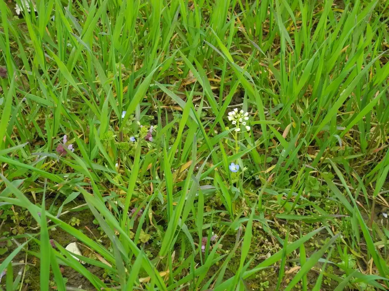 Woher weiß das Unkraut, dass Frühling ist?