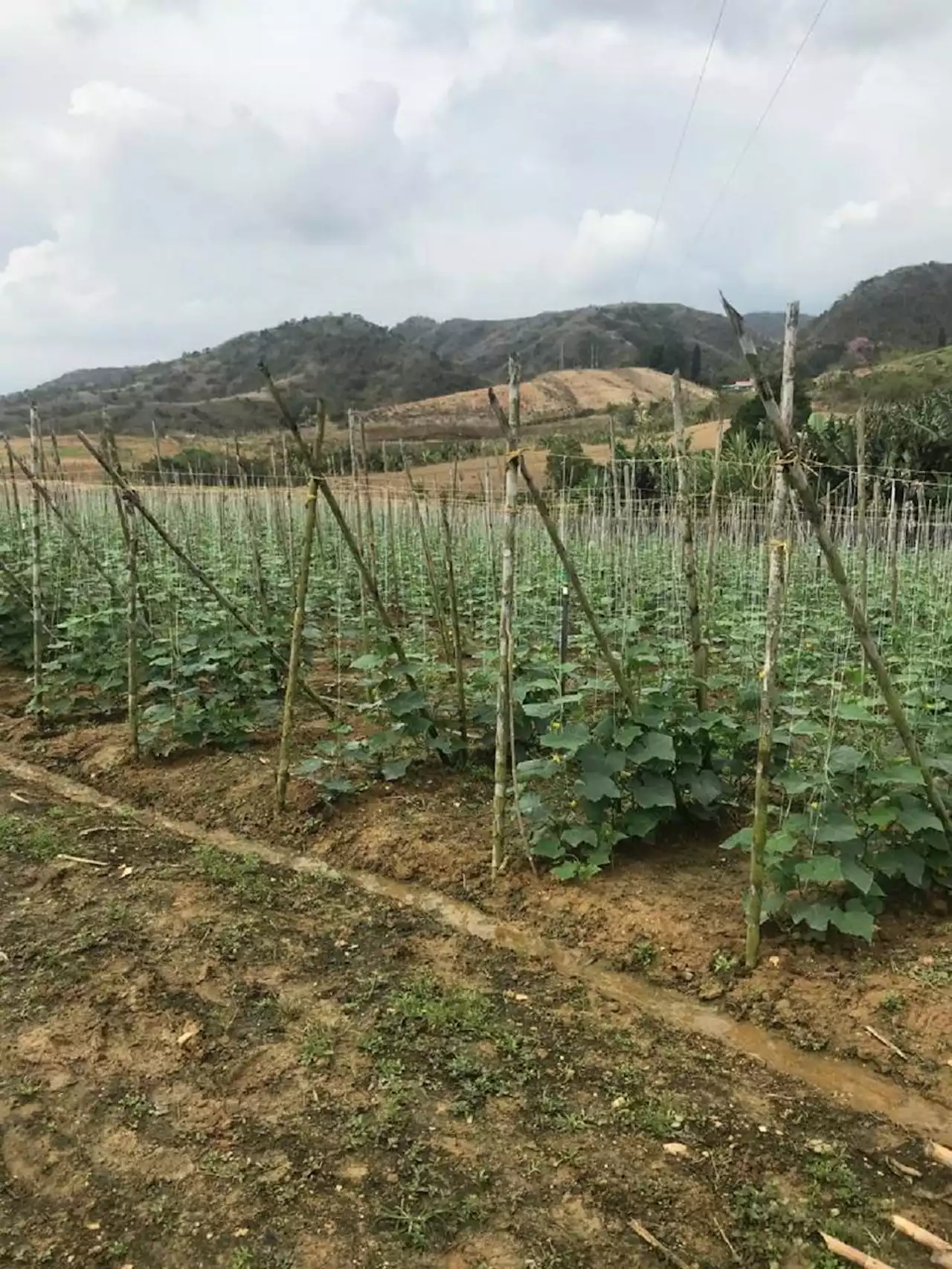 El pepino cohombro, deliciosa hortaliza que no puede faltar en su dieta