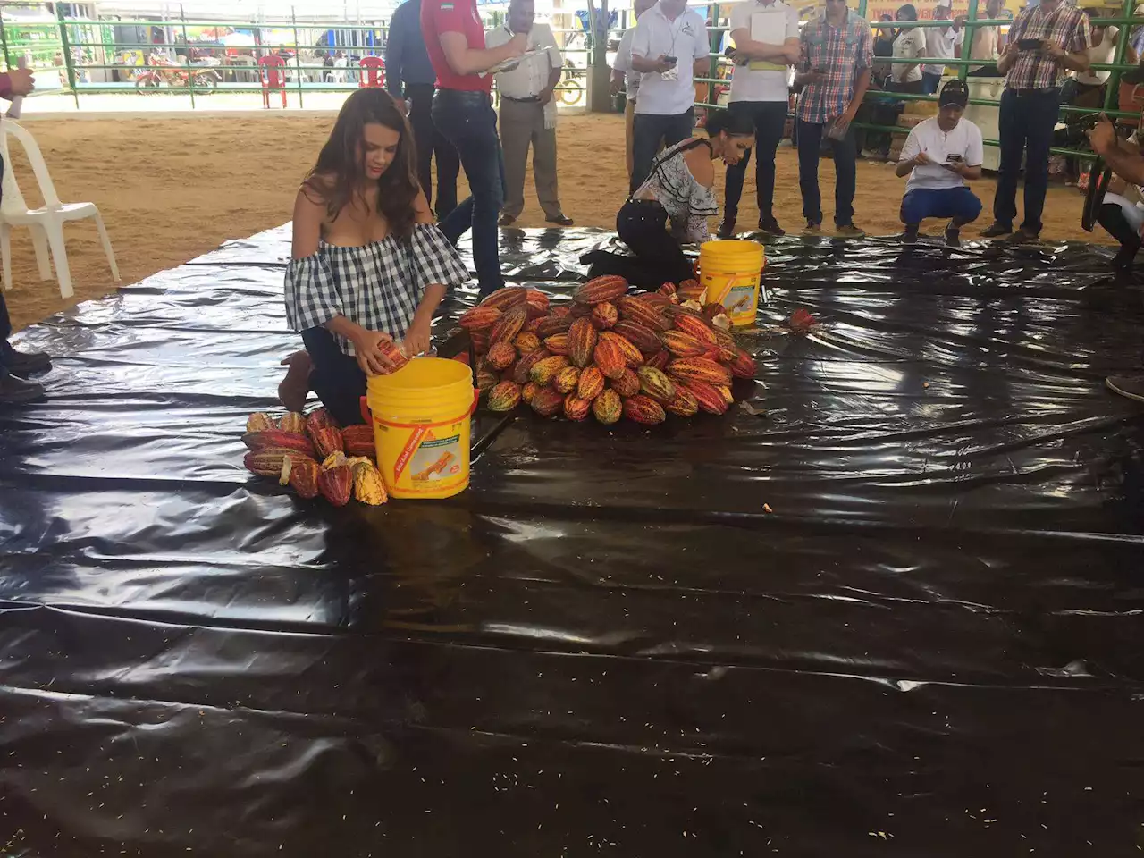 En busca del “Cacao de Oro Nacional” abre el Salón del Cacao 2023 en Arauquita