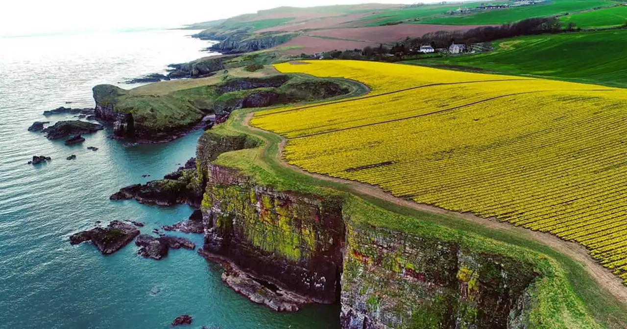 Stunning drone images show fields of daffodils on Scots cliff above North Sea