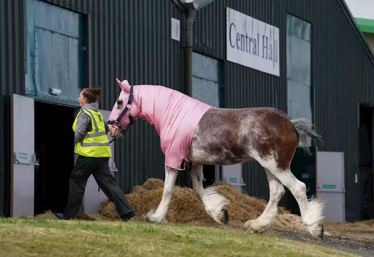 Bud Light Parent Tries To Counter Dylan Mulvaney Backlash With Clydesdales Across America Ad Imagery