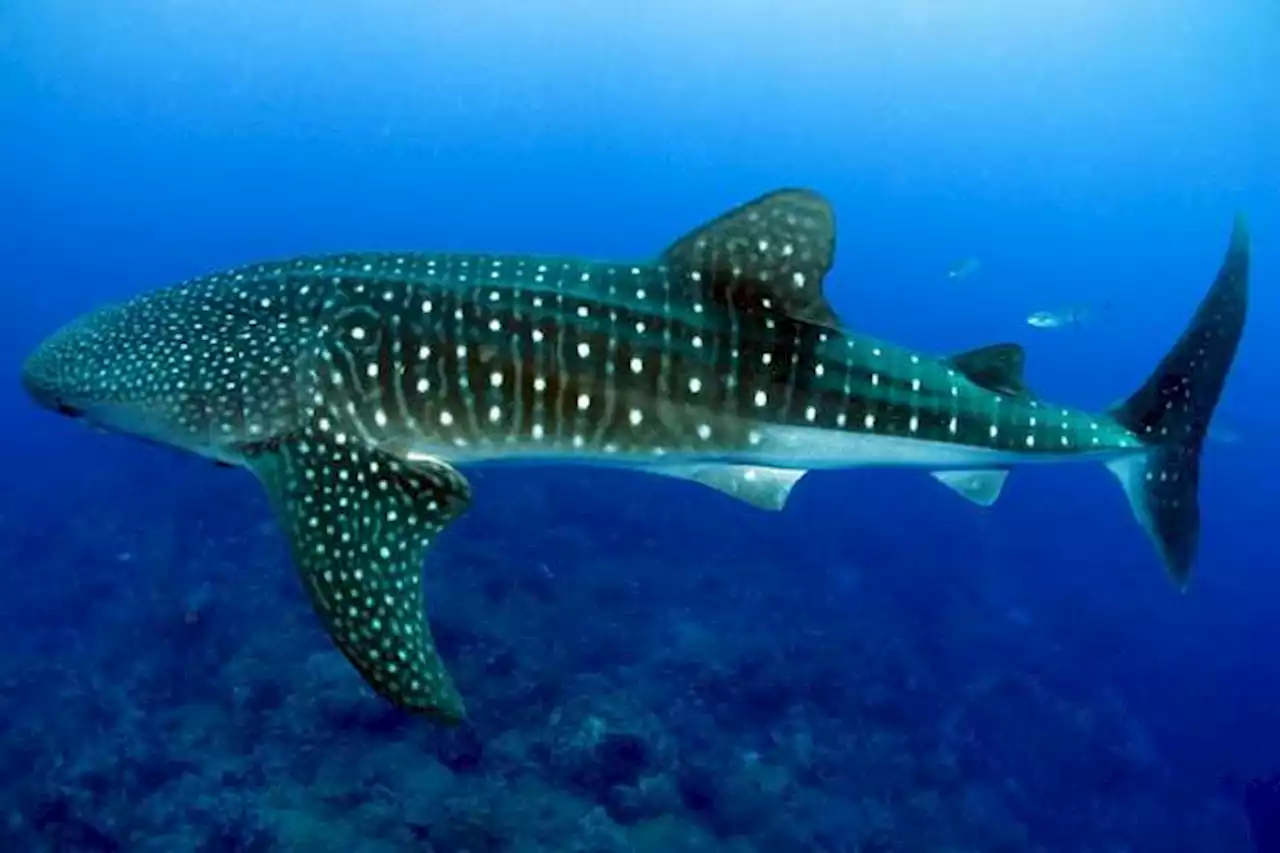 Devuelven al mar a un tiburón ballena capturado incidentalmente en Buenaventura