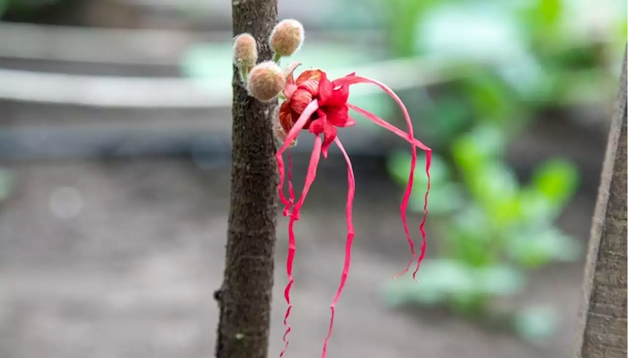 Floreció la herrania en el Tropicario distrital del Jardín Botánico