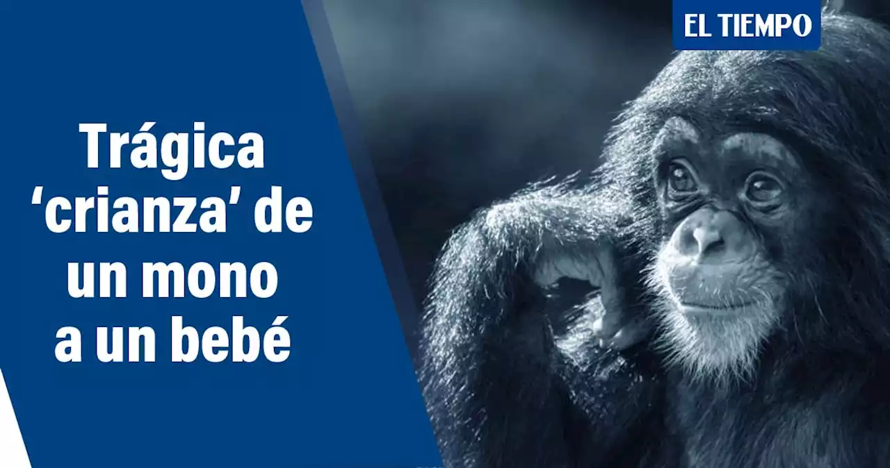 El 'retorcido' experimento que intentó criar a un bebé con un chimpancé