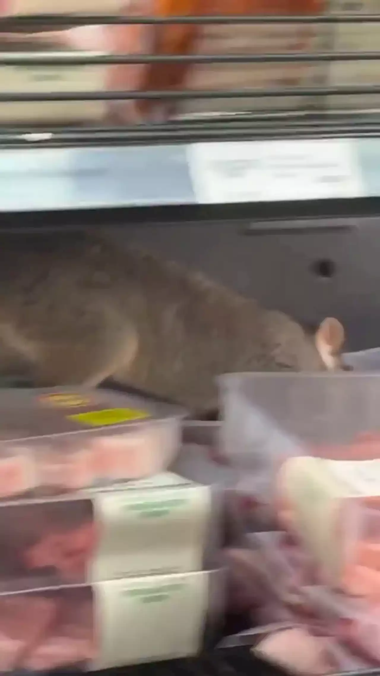 Huge possum seen crawling through meat section of grocery store: 'Shocked'