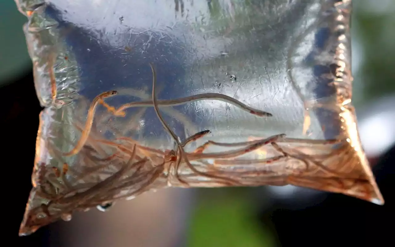 DFO shuts down baby eel fishery in Maritimes amid poaching, safety concerns