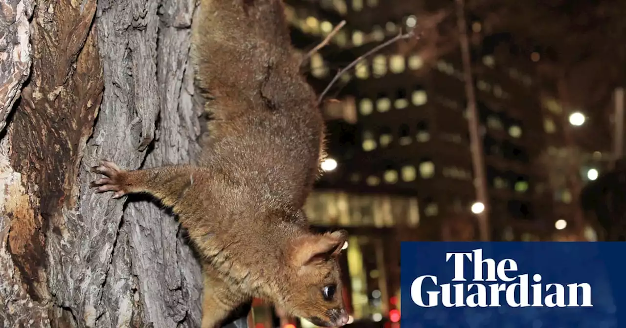 ‘I feel privileged to have them’: why you should befriend a resident possum