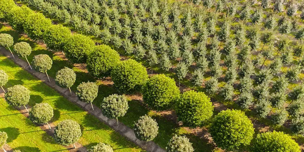 Quel guaio con gli alberi del PNRR ha cause che vengono da lontano - Il Post